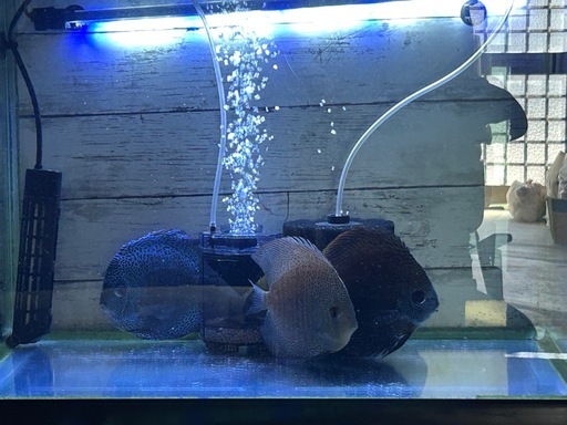 ディスカス水槽一式 (亀屋直樹) 上越のその他の中古あげます・譲ります 