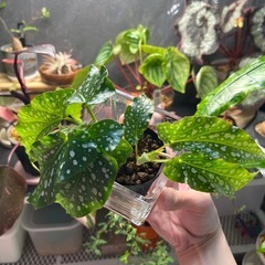 観葉植物　ベゴニア株分の画像