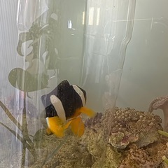 セバエナネモネ　海水魚の画像