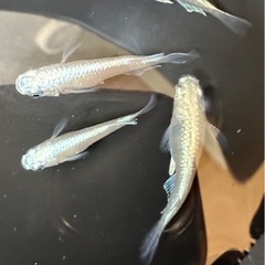 めだか・HAKU（ショート）・メダカの画像