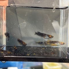 【メダカ】【めだか】ミックス500円の画像
