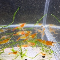 約40匹抱卵個体数匹入りオレンジルリーーシュリンプ選外入りの画像