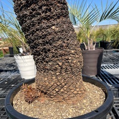 ソテツ❗️シンボルツリー❗️の画像