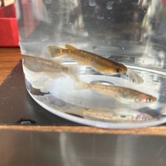 コブラメダカ４匹の画像
