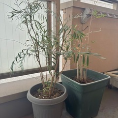 商談中❗️大型植木鉢　腰高プランター　複数の画像