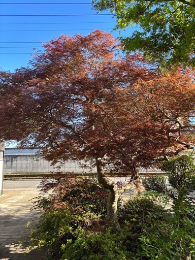 赤のしだれ紅葉