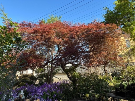 赤のしだれ紅葉