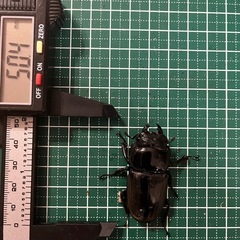 スマトラオオヒラタクワガタ（成虫ペア）の画像