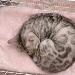 1歳8ヶ月 ベンガル猫 美形シルバー 譲渡相談中 - 船橋市