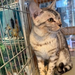 1歳8ヶ月 ベンガル猫 美形シルバー