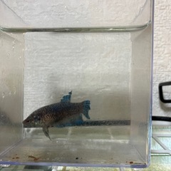 ベタ のメスの画像
