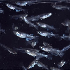 メダカ　20匹以上　黒系　ワイドフィン系　稚魚サイズ〜成魚サイズ　めだかの画像