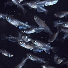 メダカ　20匹以上　黒系　ワイドフィン系　稚魚サイズ〜成魚サイズ　めだかの画像