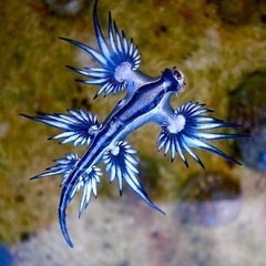 オーダーダイアモンドアート作りますの画像