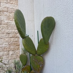 ウチワサボテン の画像