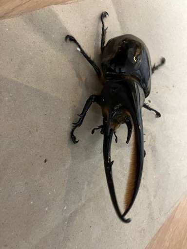 ネプチューンオオカブト　ペア