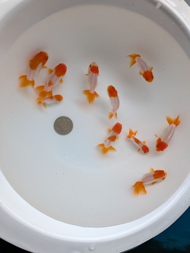 金魚（宇野系らんちゅう10匹まとめて）