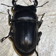 [古蜜] 
オオクワガタＳＲ能勢産の画像