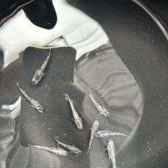 メダカ　白虎　9匹の画像