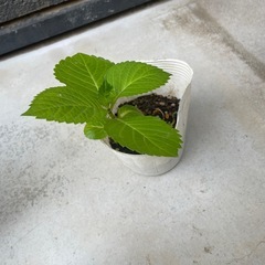 アジサイの苗の画像