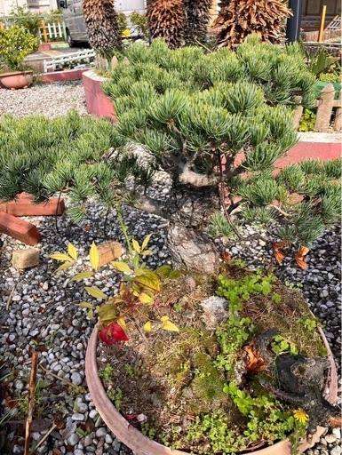 盆栽　植木　松