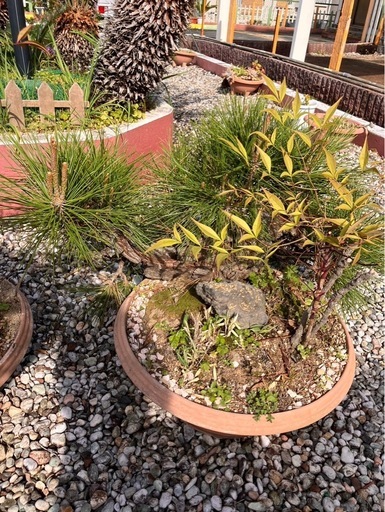 盆栽　植木　松