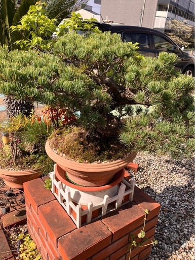盆栽　植木　松