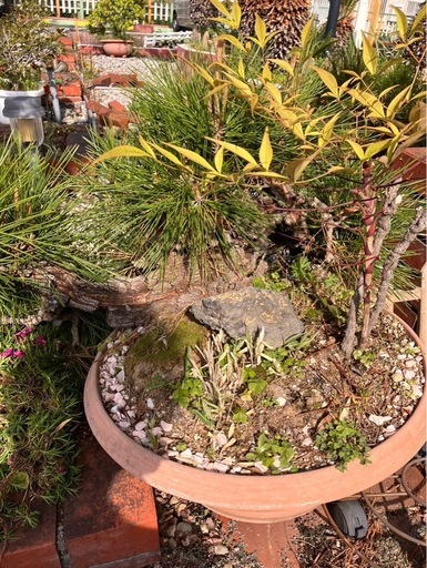 盆栽　植木　松
