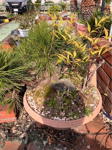盆栽　植木　松