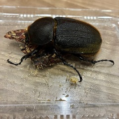 ヘラクレスオオカブト2令幼虫 YouTube チャンネル『クワカブの部屋』三森さんブリードヘラクレス
の画像