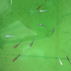 MIXめだか　1匹70円の画像