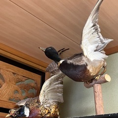 キジ　剥製　の画像