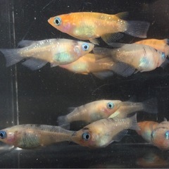 終了⭐️三色ラメダルマ⭐️  10匹　　♂4♀6の画像