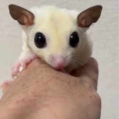 モモンガ友達募集しています❣️ − 愛知県