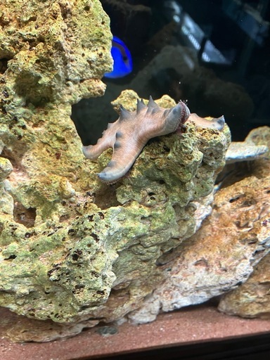 海水水槽フルセット
