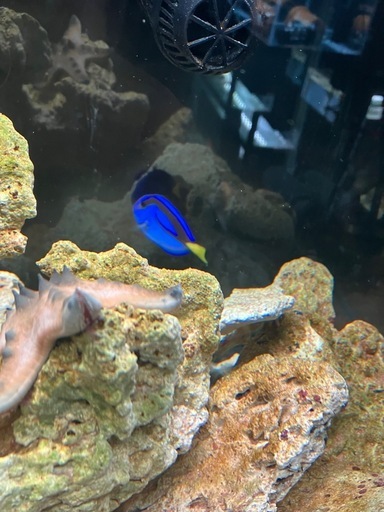 海水水槽フルセット