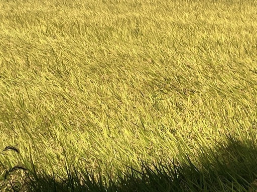 １千葉県産　一等米　お米（コシヒカリ）冷蔵保存