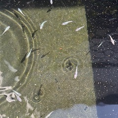 【非接触受け渡し可能】ピンクサファイア　カガミ鱗　５匹2000円の画像