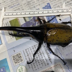 ヘラクレスオオカブト オス 単品①の画像