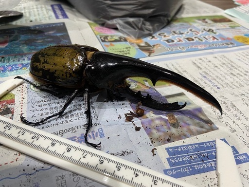 ヘラクレスオオカブト オス 単品