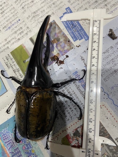 ヘラクレスオオカブト オス 単品