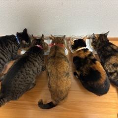 【譲ってください】未開封のキャットフードお譲りいただけませ…