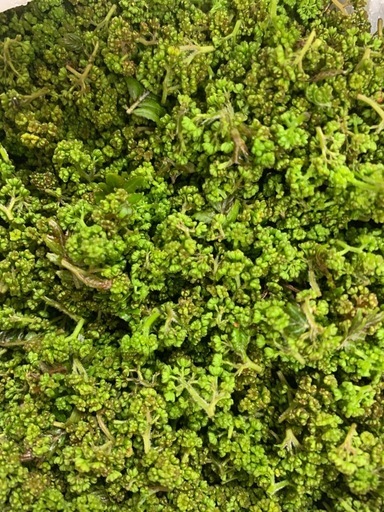 花山椒。更に更にお値下げ中！