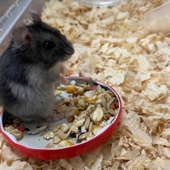 ジャンガリアンハムスターの赤ちゃん