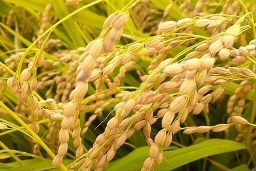 残りわずか　新米コシヒカリ玄米30キロ