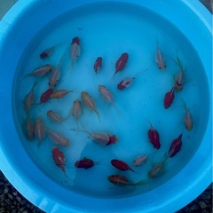 【宗ちゃん金魚】　玉サバ　新潟産　2025年産の画像