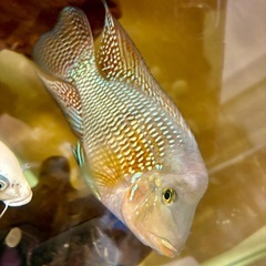 ゲオファーガス　ブラジリエンシス　25㌢　熱帯魚の画像