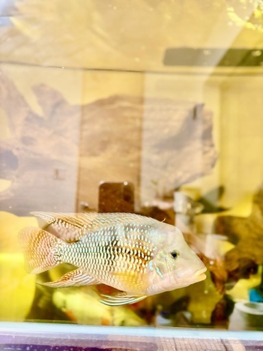 ゲオファーガス　ブラジリエンシス　25㌢　熱帯魚