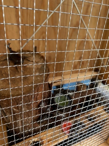 【早い者勝ち】カブトムシ飼育ケース（自作）夏準備におすすめ！