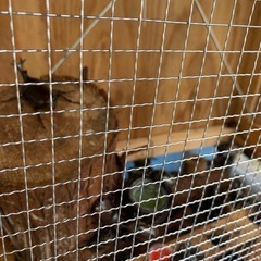 【早い者勝ち】カブトムシ飼育ケース（自作）夏準備におすすめ！の画像